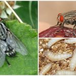 Mosca de carne