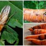 Mosca de cenoura