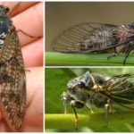 Mosca da cigarra