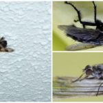 Uma mosca no teto
