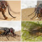 Mosca comum