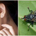 Uma mosca no ouvido