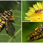 Voe hoverfly