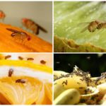 Moscas de Drosophila