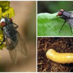 Mosca de carne