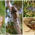 Cigarra Comum