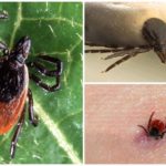 Tick