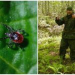 Vestuário à prova de carrapatos