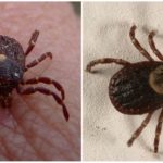 Carrapatos Parasitiformes