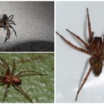 Aranha
