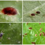 Araña roja y sus larvas