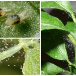 Ácaro aranha em plantas de interior
