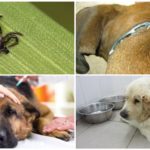 Piroplasmose em cães