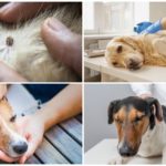 Tratamento de cães para piroplasmose