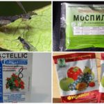 Química para processamento de tomates