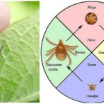 Ciclo de vida do carrapato