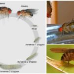 Ciclo de vida da mosca