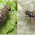 Gadfly (à esquerda) e o escaravelho (à direita)
