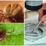 Análise de encefalite e outras doenças