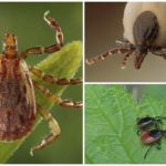 Tick