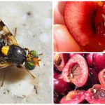 Mosca da cereja