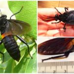 A maior mosca do mundo Gauromydas heros