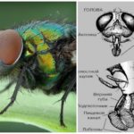 Estrutura da cabeça da mosca
