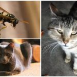 Vespa mordida de gato