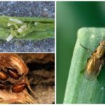 Mosca de cebola