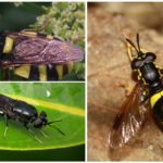 Mosca leoa negra