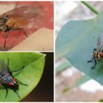 Mosca doméstica