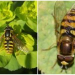 Voe hoverfly