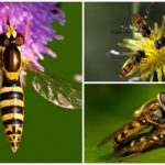 Hoverfly