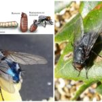 Mosca azul da carne