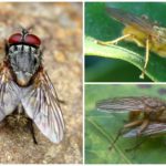 Mosca de estrume