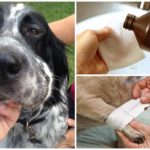 Tratamento de mordida de vespa de cachorro