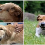Picadas de vespa em um cão