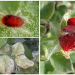 Ácaro da aranha em uma rosa