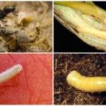 Alimentos para as larvas