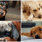 Os efeitos de uma picada de vespa em um cão
