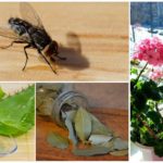 Plantas para assustar moscas no apartamento