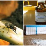Receitas populares para lidar com mosca de cebola