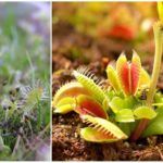 Sundew, Inglês e Flytrap Venus