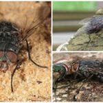 Mosca azul da carne