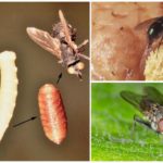Ovos e larvas de mosca