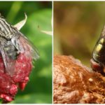 Moscas na natureza