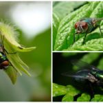 Moscas na natureza
