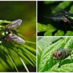 Mosca verde