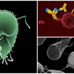 Anticorpos para Giardia