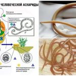 Ciclo de vida de Ascaris